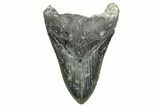 Bargain, Fossil Megalodon Tooth - Serrated Blade #373123-1
